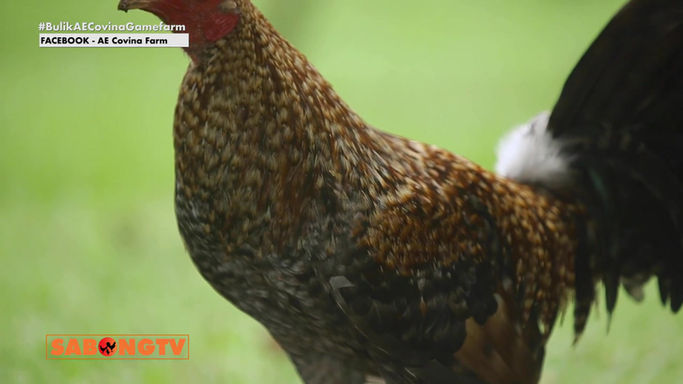 Al Estudillo ng AE Covina Farm Ipakikilala ang kanyang mga Buliks at mga Katangian at Pagbi-breed nito sa Usapang Bloodlines July 12, 2025